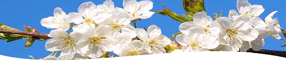 Apfelblüte