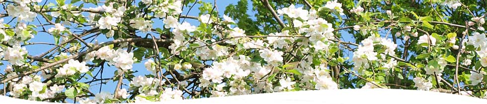 Apfelblüte