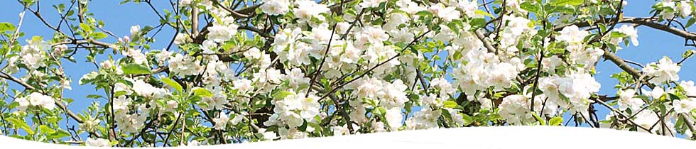 Apfelblüte