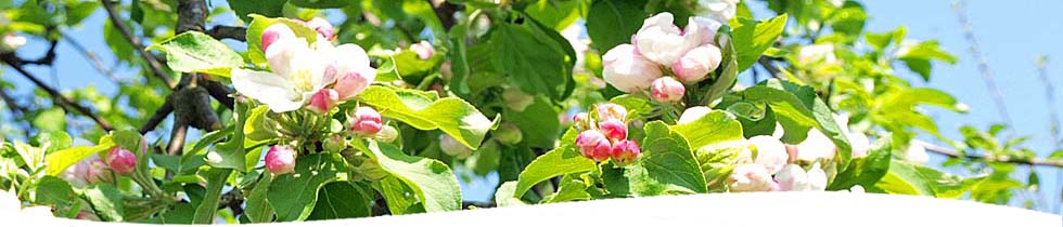 Apfelblüte