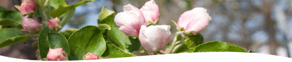 Apfelblüte