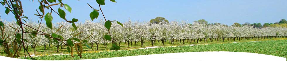 Obst Plantage