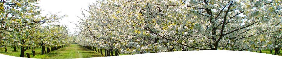 Obst Plantage