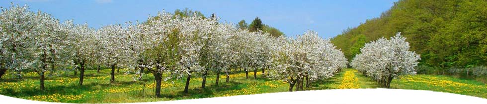 Obstplantage