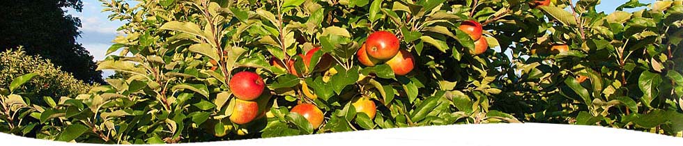 Kurz vor der Ernte